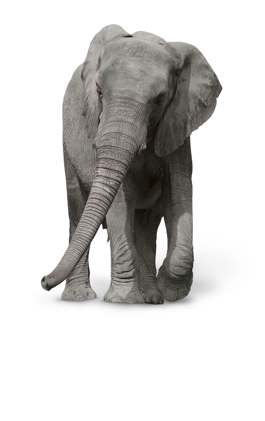 JD_mob_Easymatrix_Elefant_mitte_F01